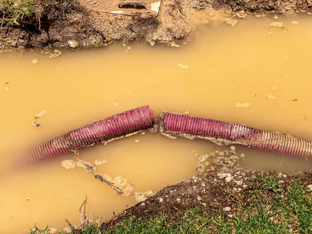 Best Professional water damage repair  in Darrington, WA